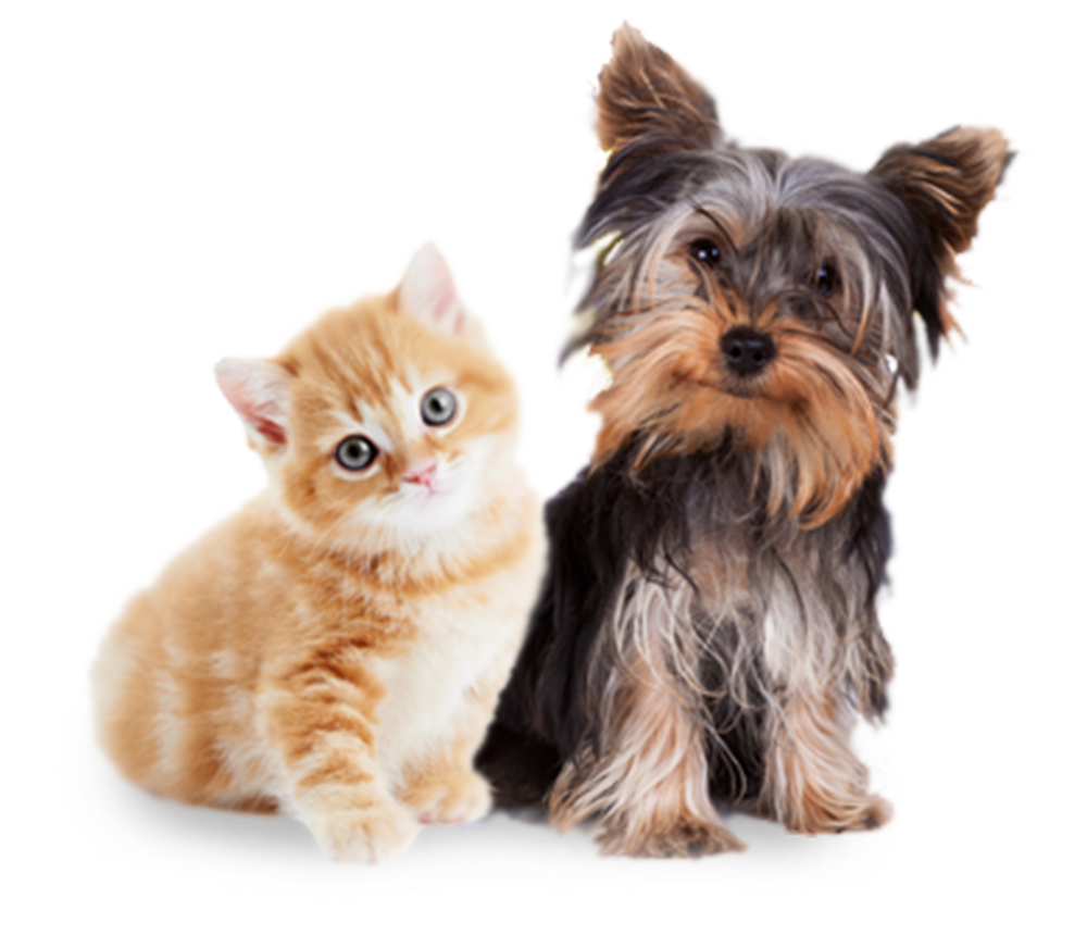New pet. Собака на прозрачном фоне. Йоркширский терьер и кот. Йоркширский терьер и кошка. Йоркширский терьер и французский бульдог