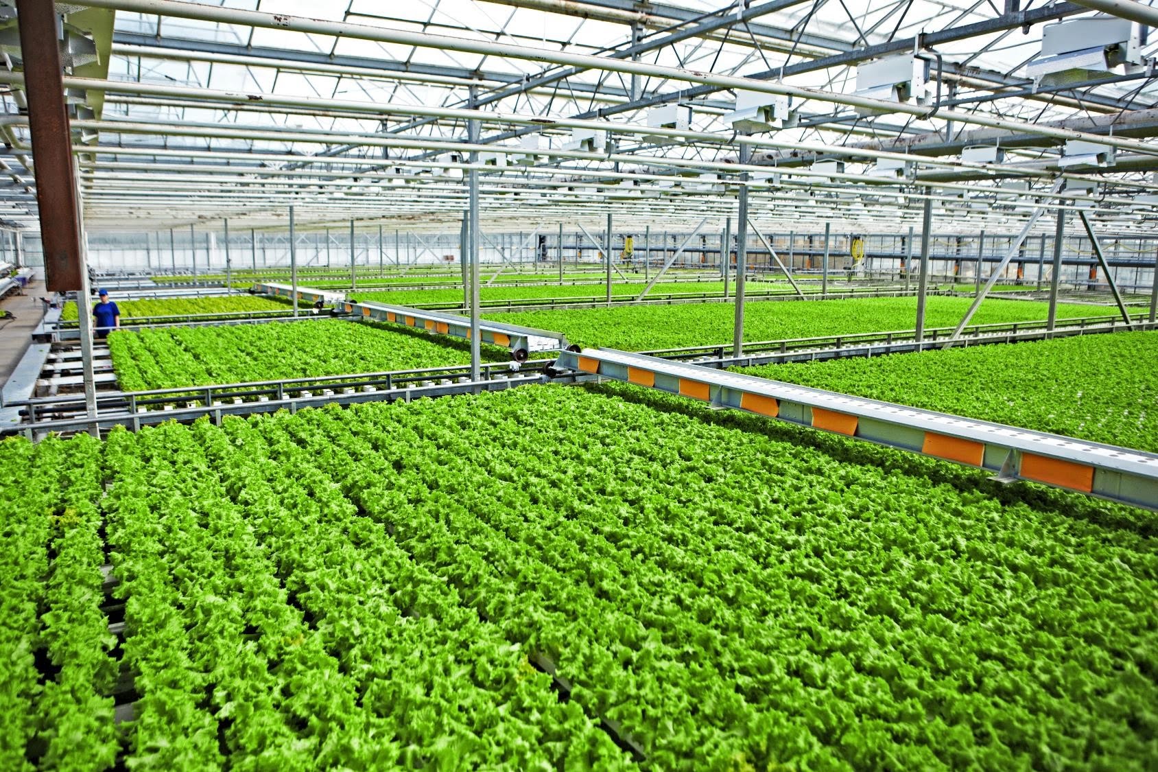 выращивание новых. теплица для зелени. теплица с растениями. теплицы в луховицах в астапово. выращивание новых.