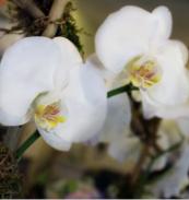 best florist in scottsdale