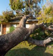 tree uprooted and fallen on home causing damage and need for emergency roof repairs