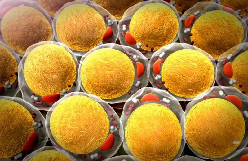 3D Cell Culture