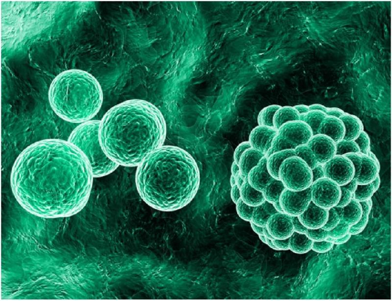 Global 3D Cell Culture Market by Manufacturers, Countries, Type and Application, Forecast to 2022 3D Cell Culture