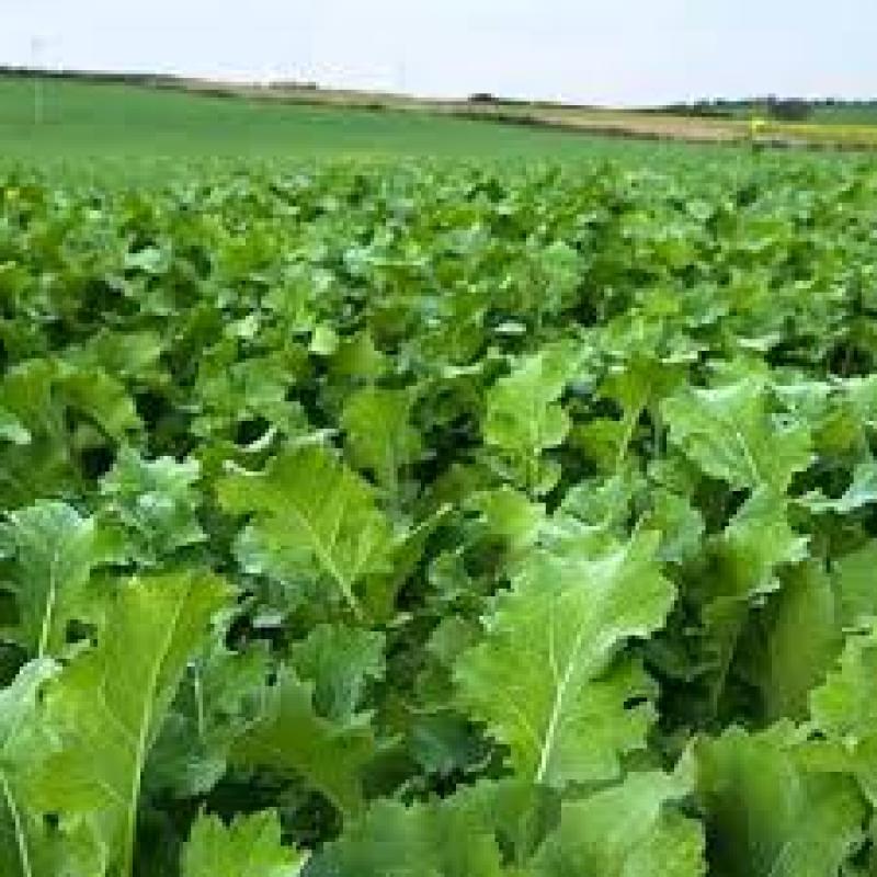 Agricultural Adjuvants Market