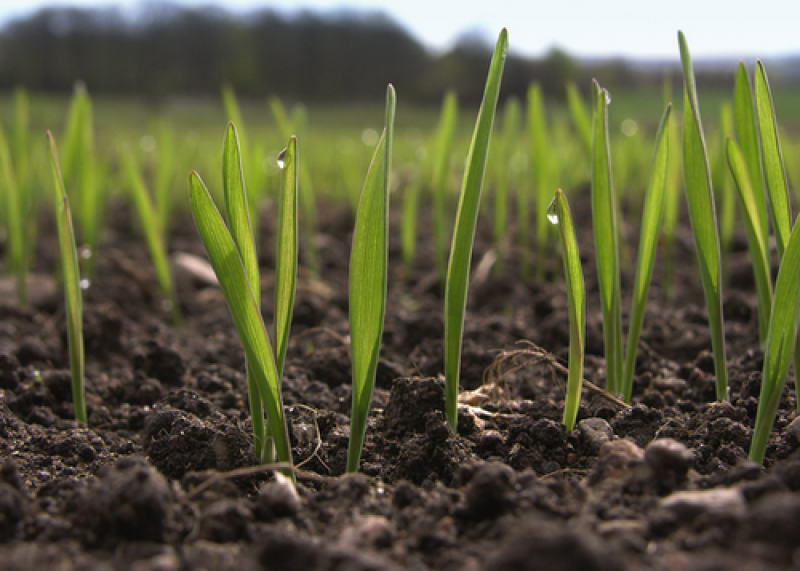 Agricultural Biologicals Market