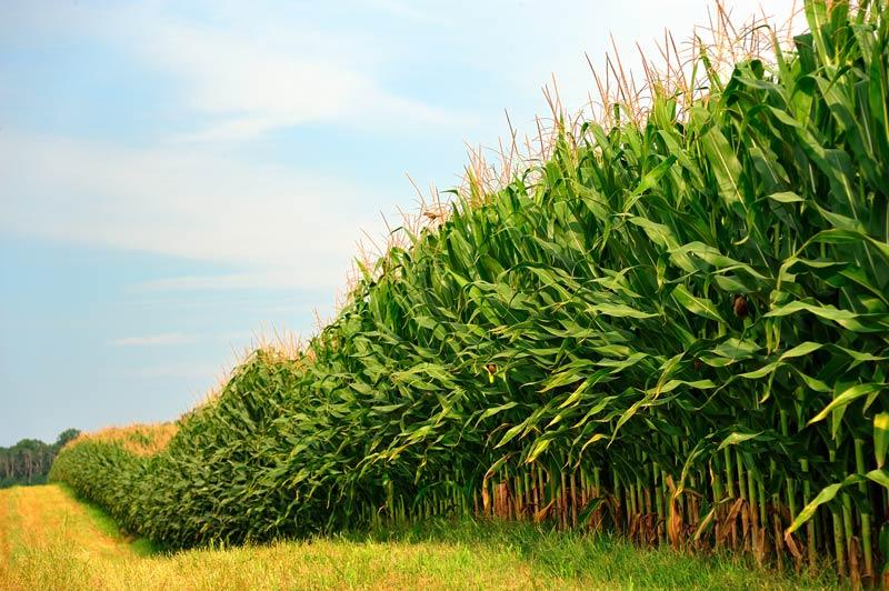  Agricultural Biologicals