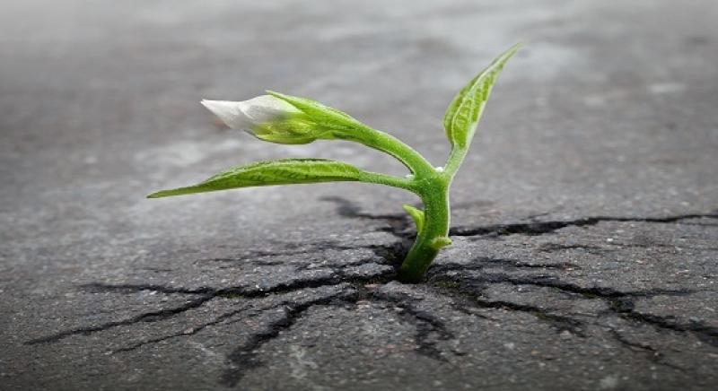 Agricultural Biostimulants