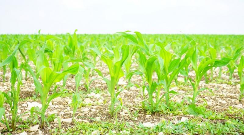 Agricultural Crop Insurance