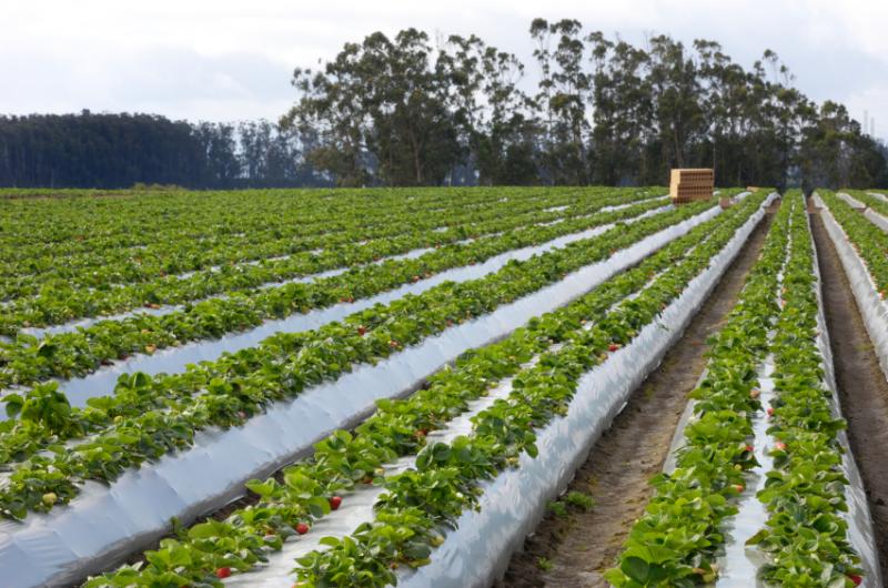 Agricultural Films