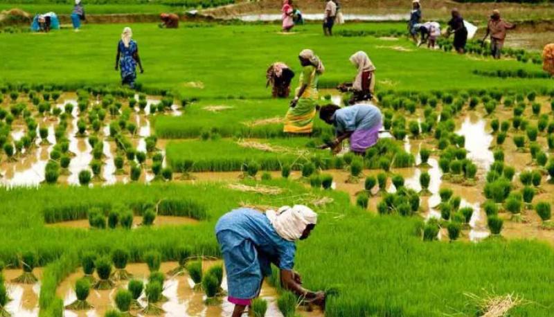 Agricultural Fumigants 