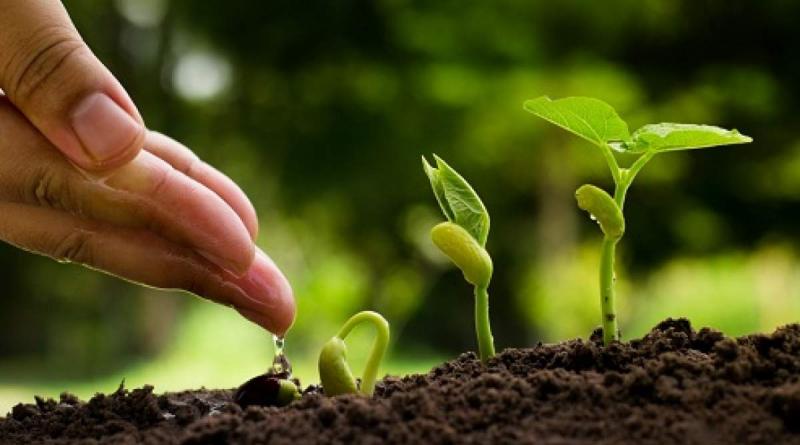 Agricultural Micronutrients Market