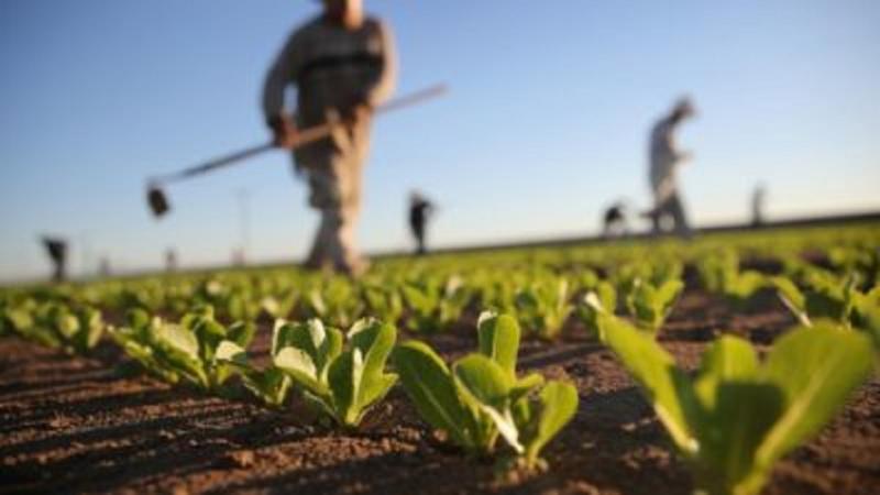 Agricultural Micronutrients Market