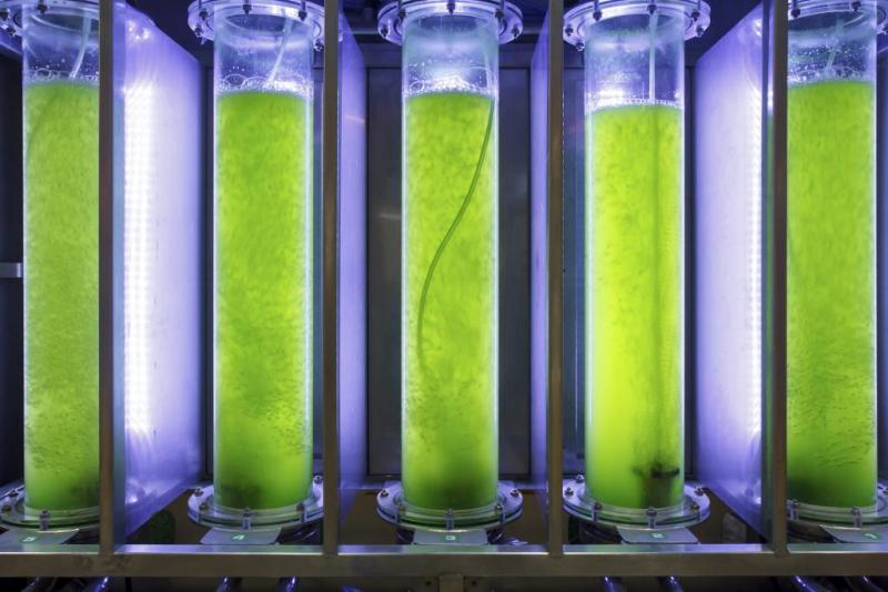 Algae Biofuel Market 2019-2025 to witness huge potential in the future with involved key players – Algenol, Blue Marble Production Algae Biofuel, Algae Biofuel Market, Algae Biofuel Market Growth