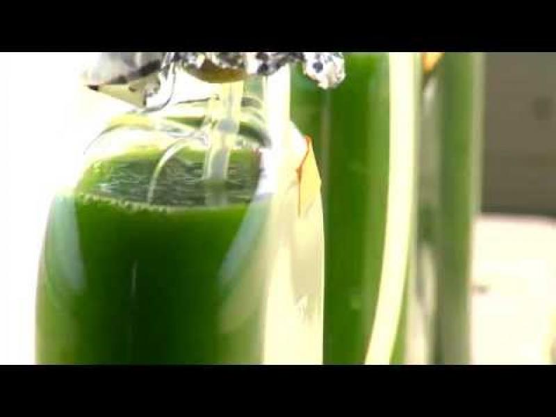 Algae Fuel 