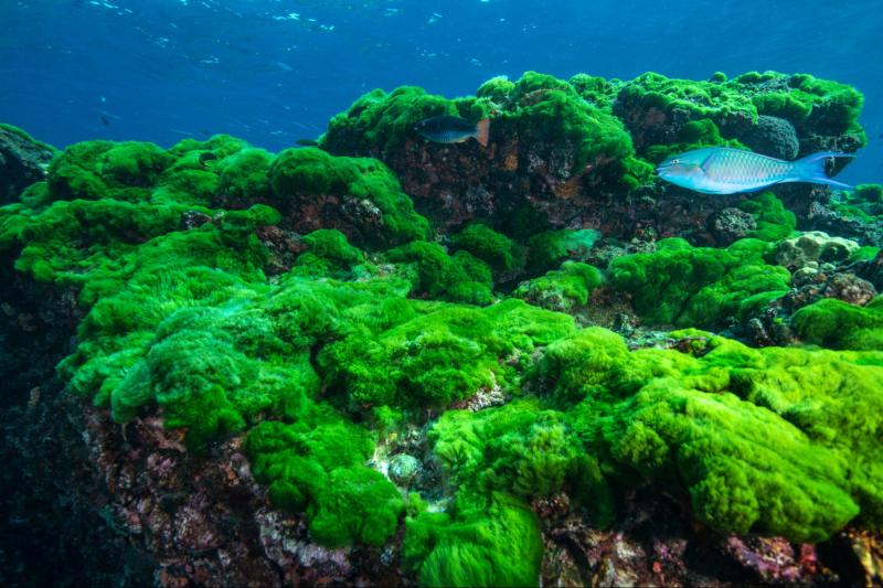 Algae Market