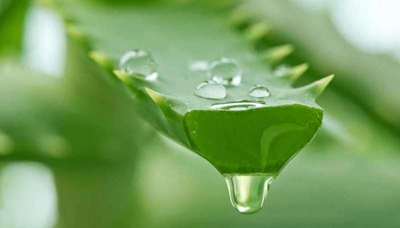 Aloe Vera Industry