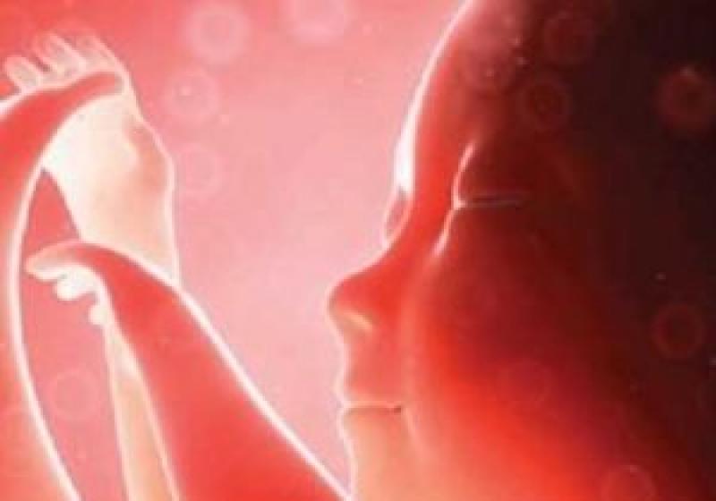 Amniotic Membrane Market