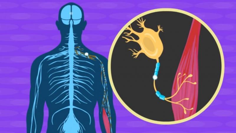 Amyotrophic Lateral Sclerosis (ALS) Treatment Market