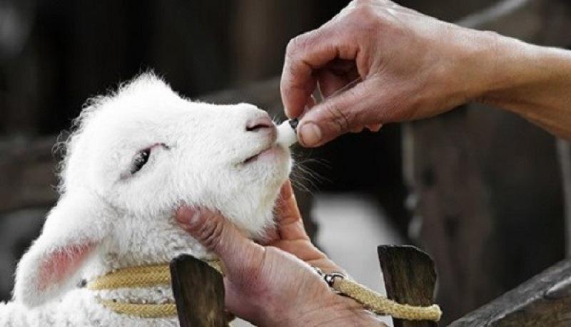 Animal Antibiotics and Antimicrobials Market Size 