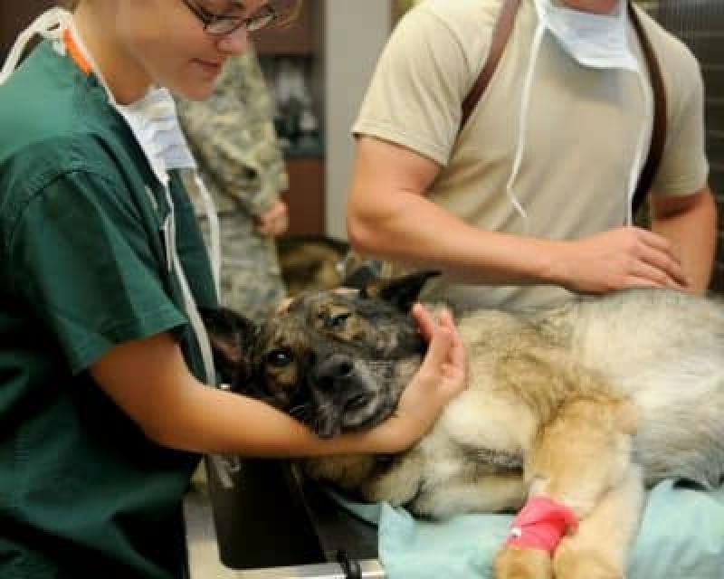 Animal Auto-Immune Disease Diagnostics Market