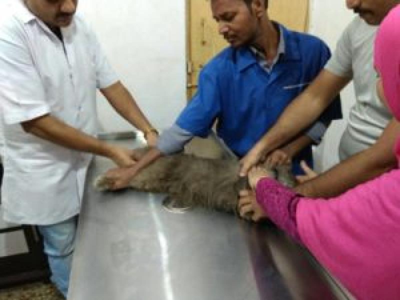 Animal Doctor in Mira Bhayandar