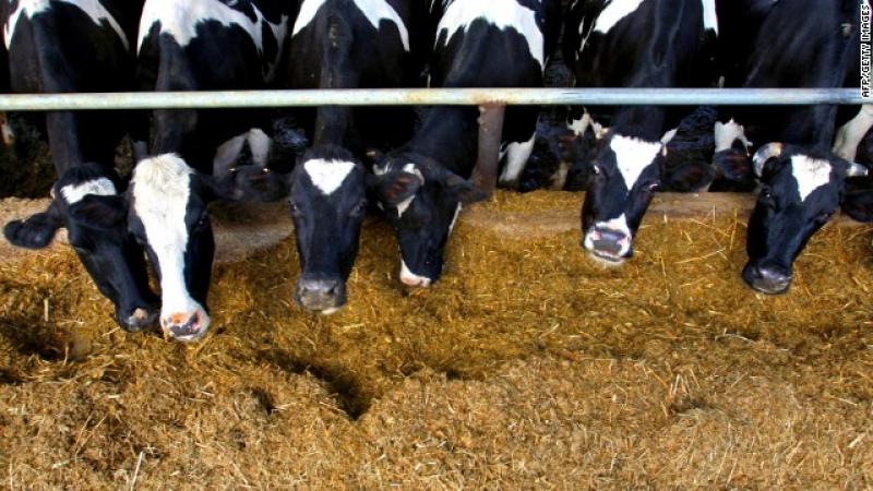 Animal Feed , Animal Feed Market, Animal Feed Market Growth, Presses Release, Animal Feed Manufacturers, Animal Feed Status, Animal Feed Market Size, Animal Feed Dec 2013