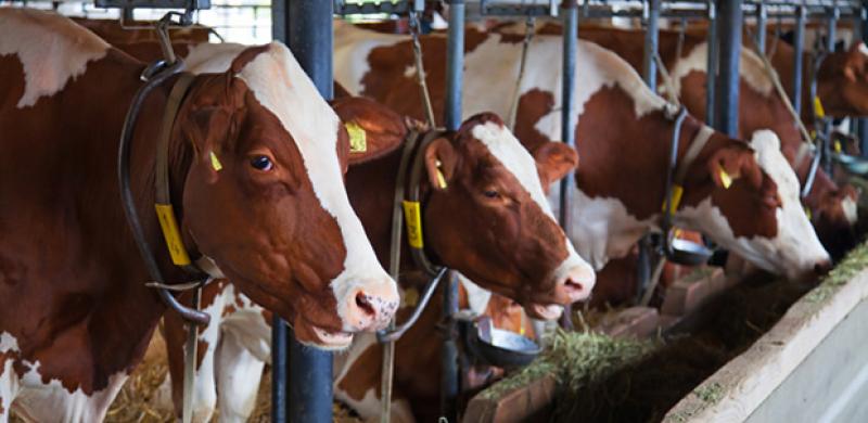 Animal Growth Promoter, Animal Growth Promoter Market, Animal Growth Promoter Market Growth