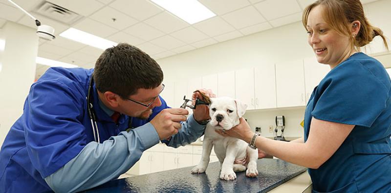 Global Animal Hospitals And Veterinary Clinics Market Report 2020