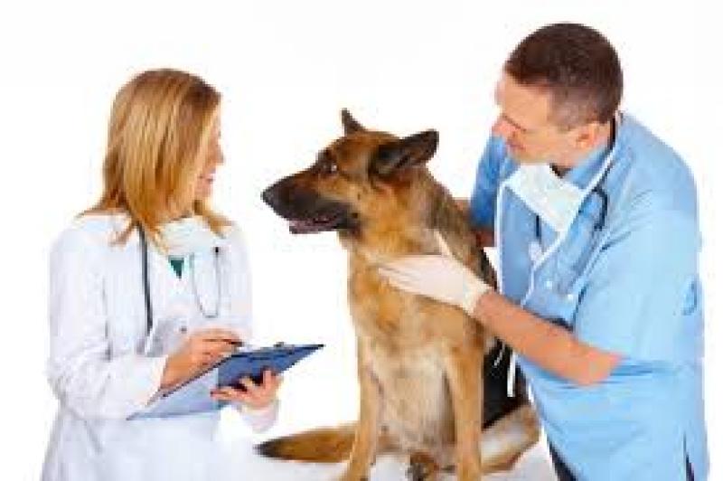  Animal Stem Cell Therapy
