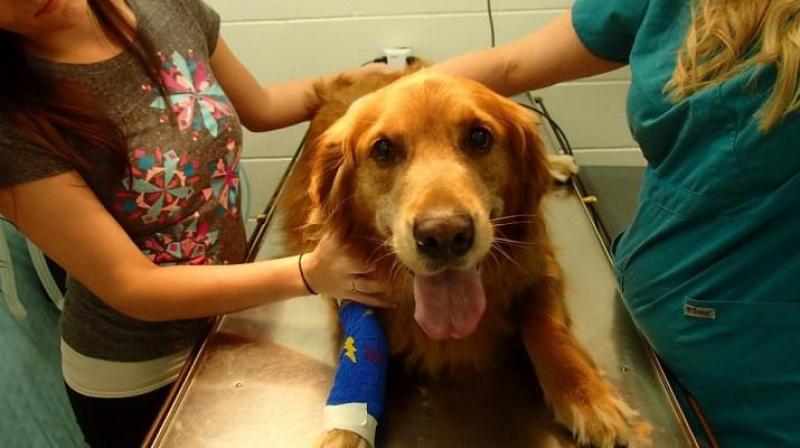 Animal Stem Cell Therapy Market