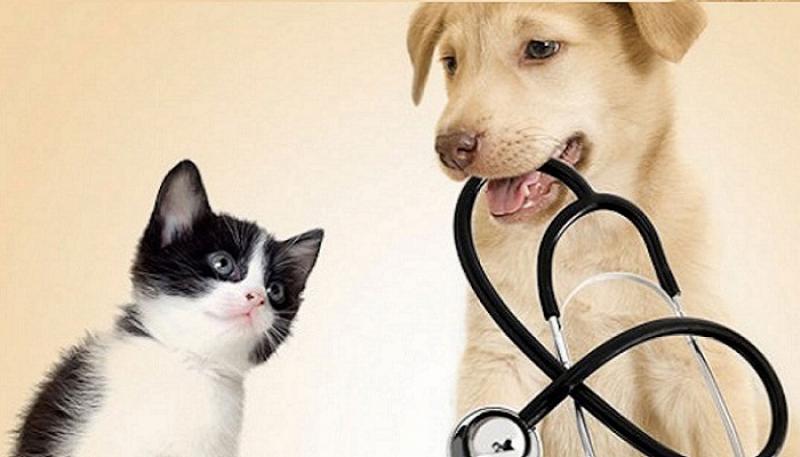 Animal Health Market