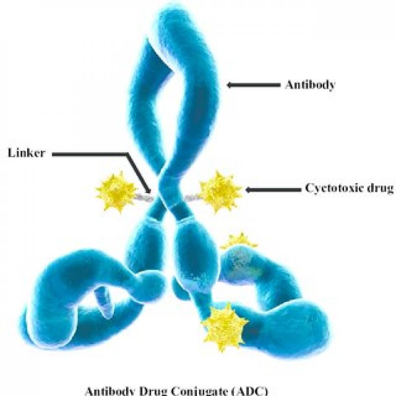 Antibody Drug Conjugates Market