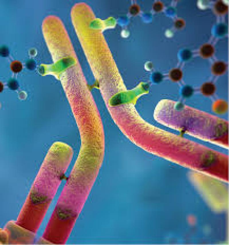 Antibody Drugs Market