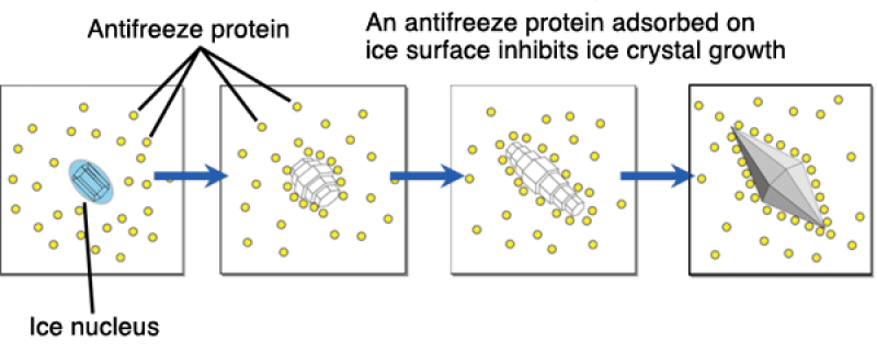 Antifreeze Proteins