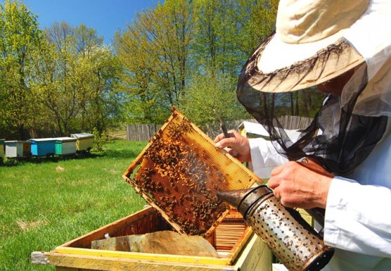 Apiculture, Apiculture Market, Apiculture Market Growth
