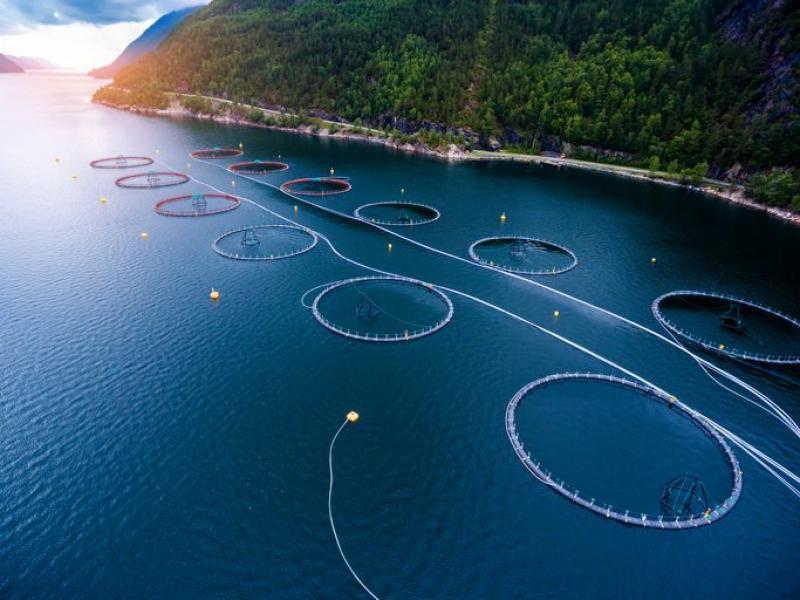 Aquaculture Market
