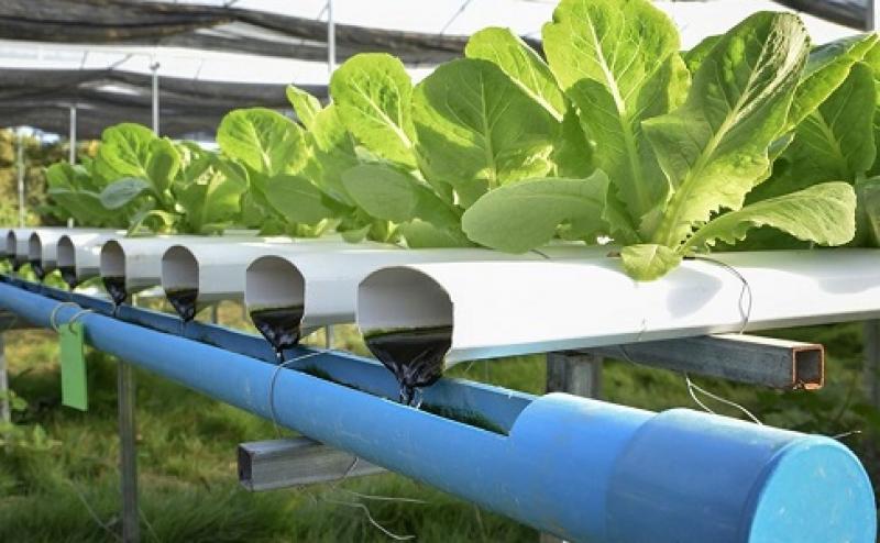 Aquaponics Market