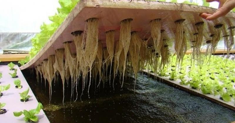 Aquaponics system