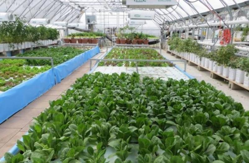Aquaponics
