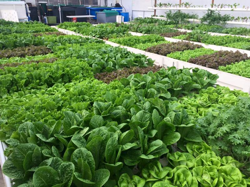 Aquaponics Market