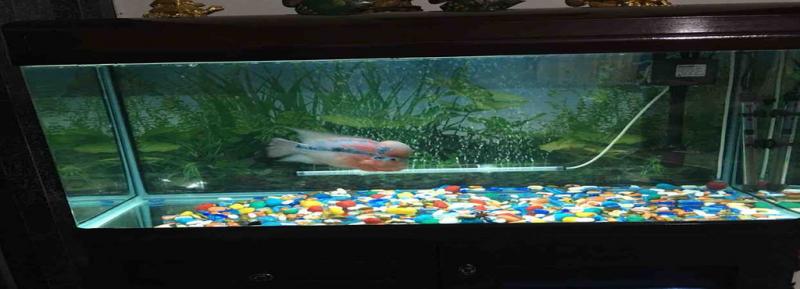 Aquarium Fish Dealers in Mumbai