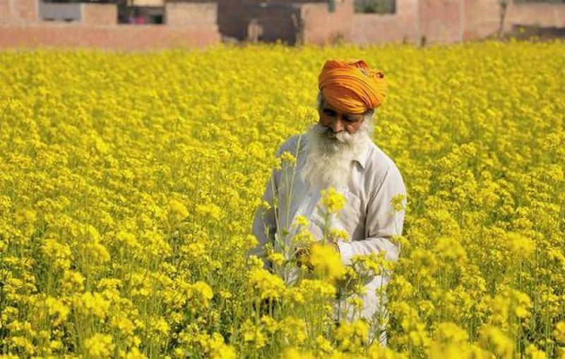 Oil Seed Crop Protection Market Oil Seed Crop Protection Market