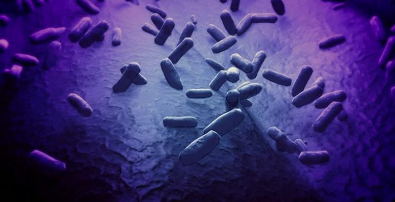 Bacillus Coagulans Market