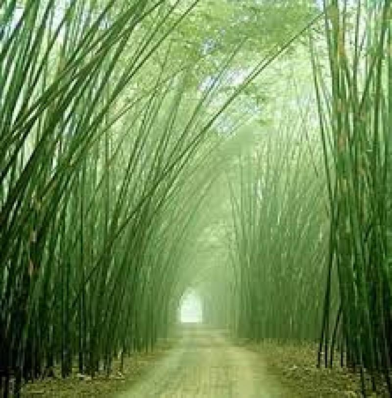 Bamboo Fibers