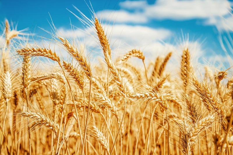 Latin America's Barley Market