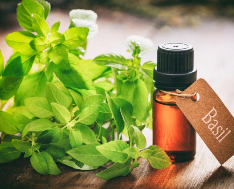  Basil essential oil Industry