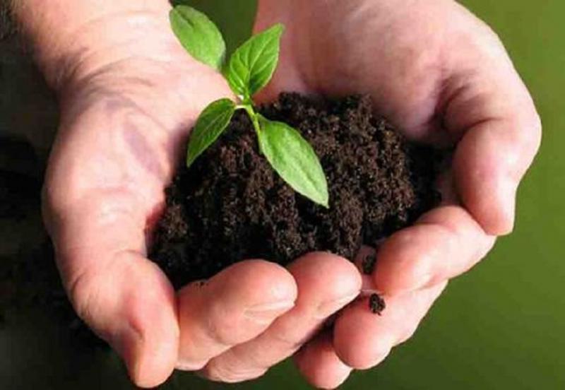 Bio-fertilizers 