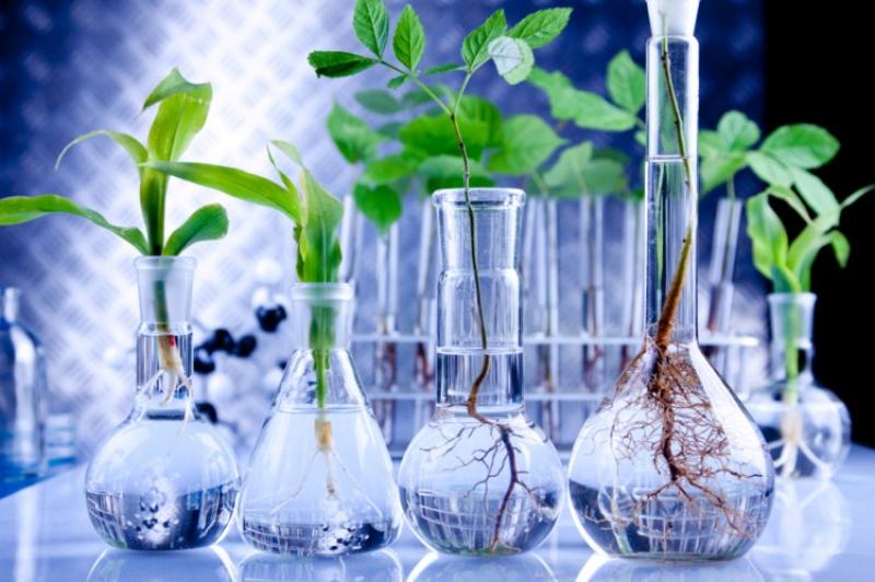 Bio-succinic Acid Market 