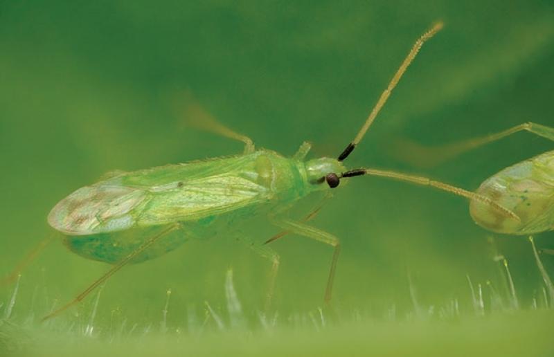 BioControl Agents Market