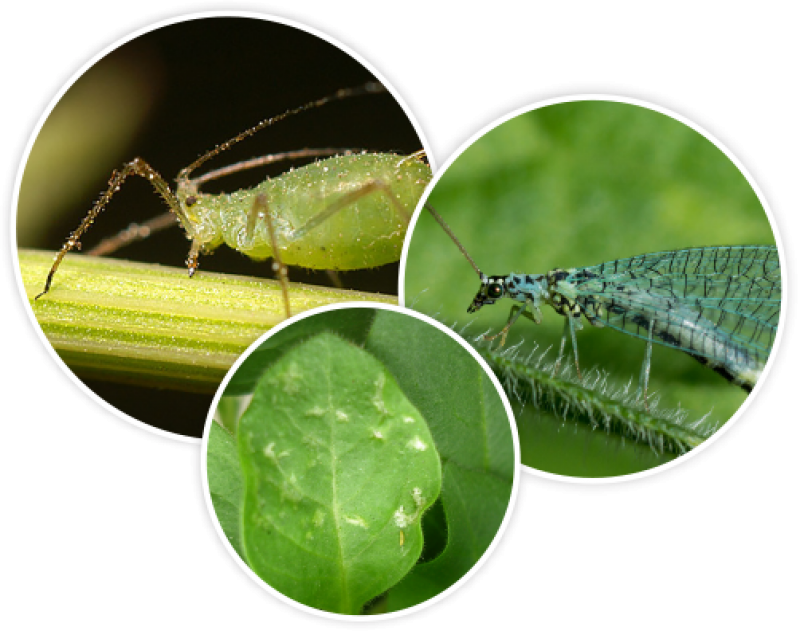 BioControl Agents Sales 