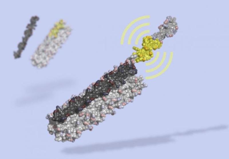 bioactive peptide market
